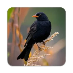 2 ST Fågel Koltrast Underlägg