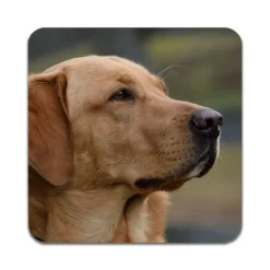 2 ST Hund Labrador Underlägg