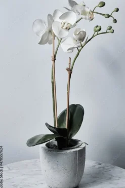 Bambuspinnar 80 cm Ø6 mm – 500 st, för växter, orkidéer och dekoration