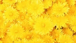 SKÄRBRÄDA I GLAS 52x30 BLOMMOR