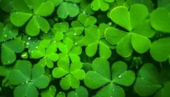 SKÄRBRÄDA I GLAS 52x30 GRÖN