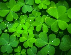 SKÄRBRÄDA I GLAS 52x40 GRÖN