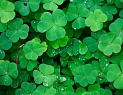 SKÄRBRÄDA I GLAS 52x40 GRÖN