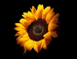 SKÄRBRÄDA I GLASPLATTA 52x40 BLOMMA